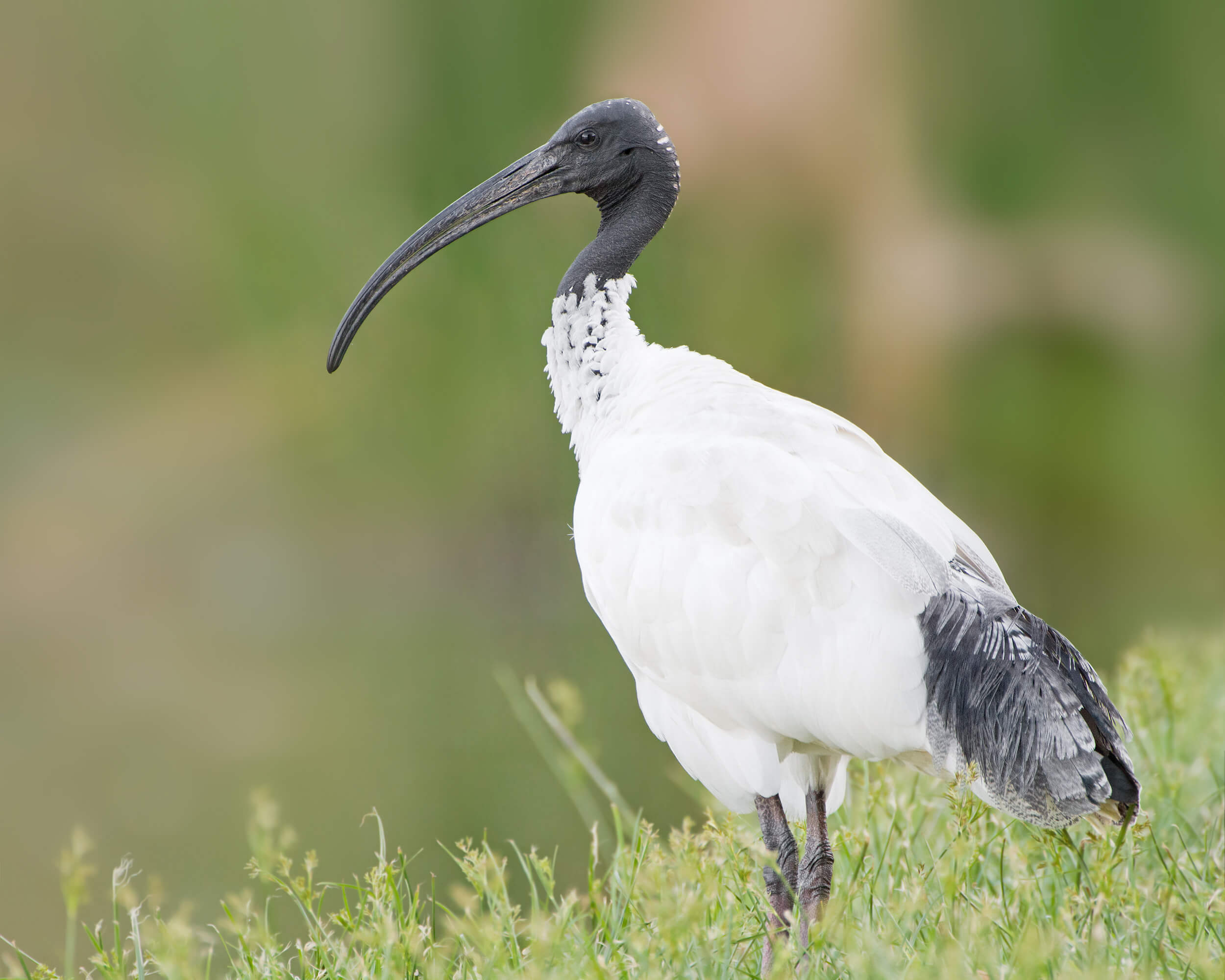 ibis